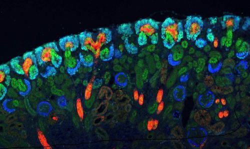 Developing mouse kidney