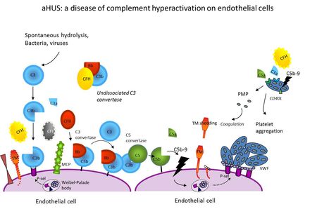 aHUS: a disease of complement hyperactivation on endothelial cells